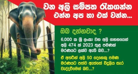 CEB Hotline Aims to Halt Elephant Electrocutions